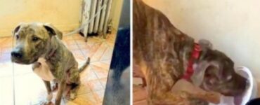 Pitbull legato al termosifone