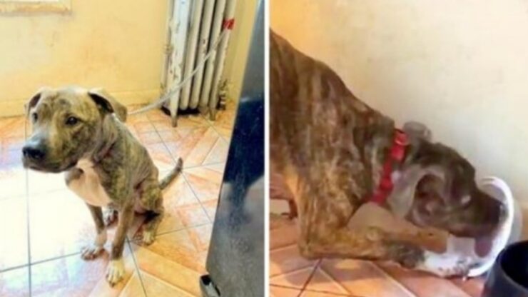 Pitbull legato al termosifone