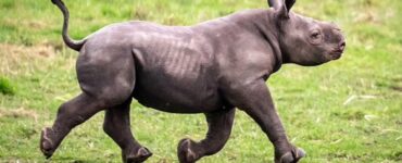 Rinoceronte nero: fiocco azzurro allo Yorkshire Wildlife Park