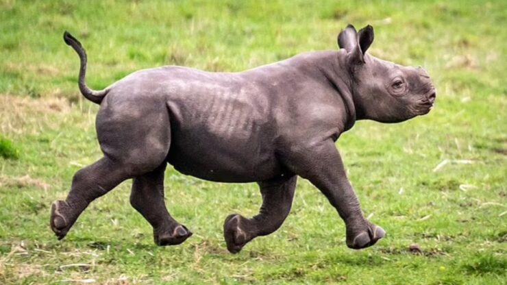 Rinoceronte nero: fiocco azzurro allo Yorkshire Wildlife Park