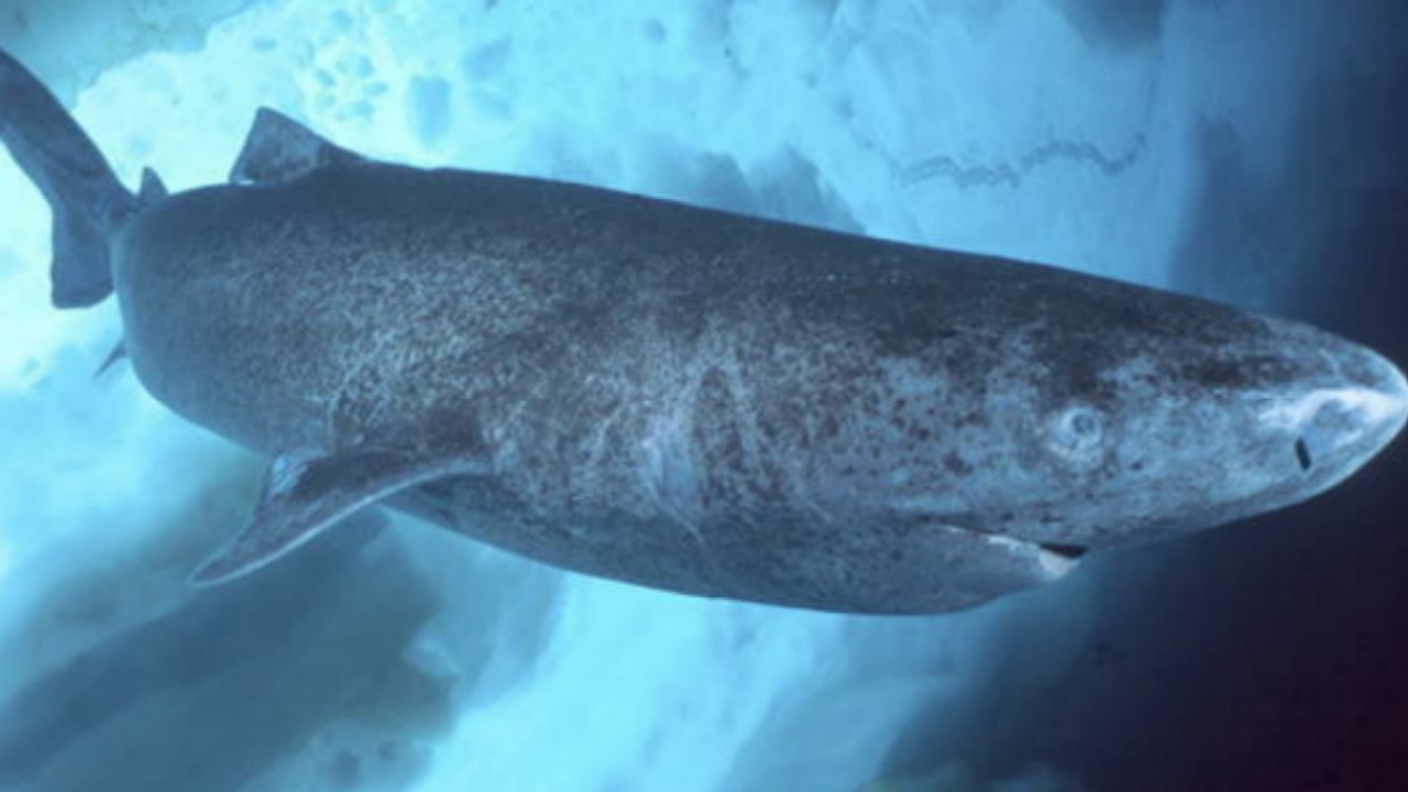 Lo squalo della Groenlandia ha 400 anni