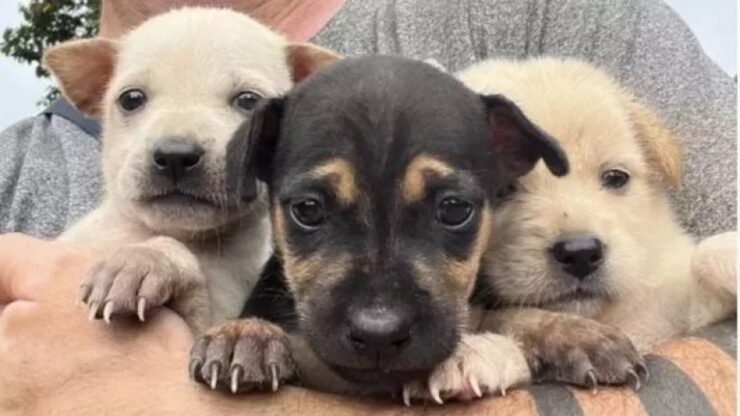 Tre cuccioli salvati da un motociclista