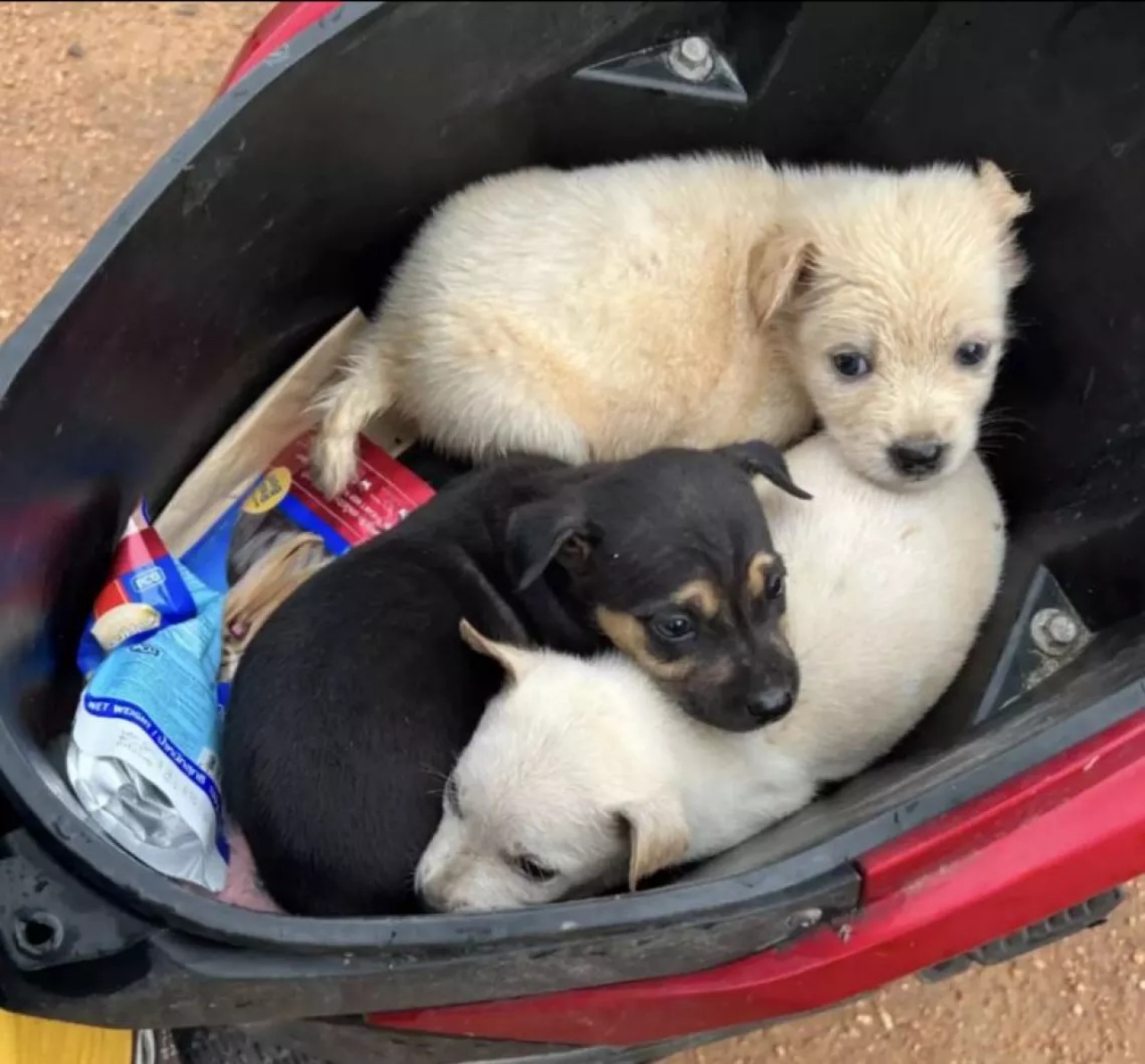 Tre cuccioli salvati da un motociclista