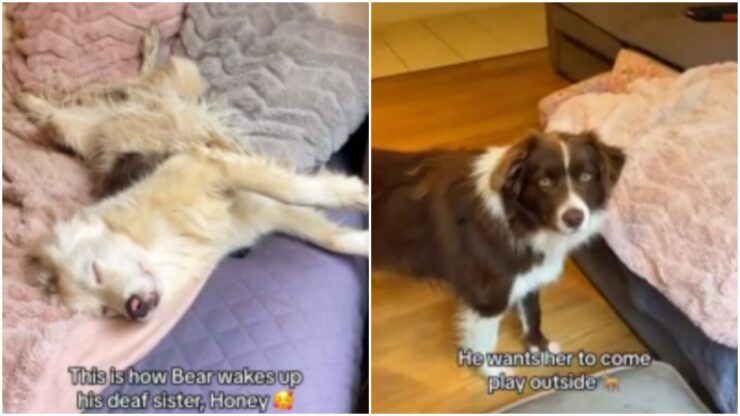 Un cane sveglia sua sorella sorda e commuove il web
