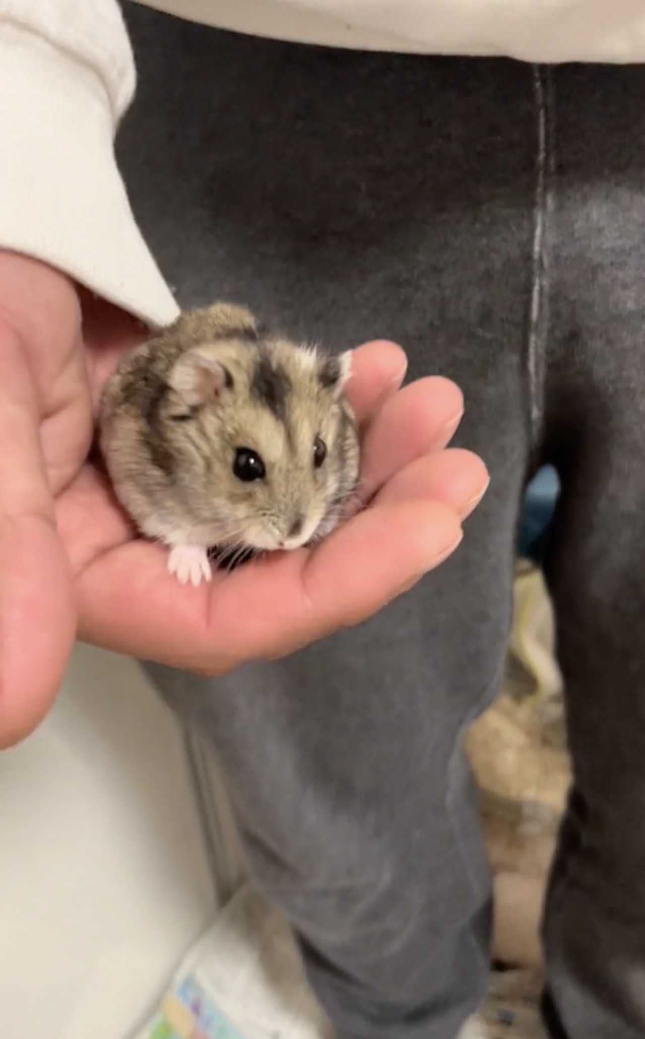 Un criceto arriva sulla mano del suo padrone