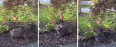 Un gatto e una volpe si sfidano in giardino