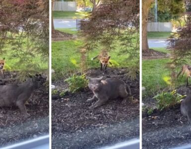 Un gatto e una volpe si sfidano in giardino