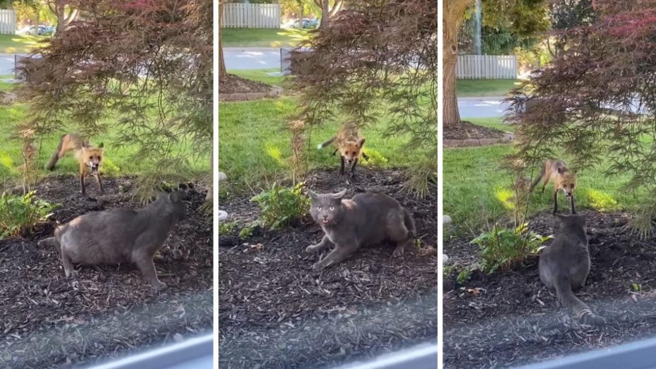 Un gatto e una volpe si sfidano in giardino