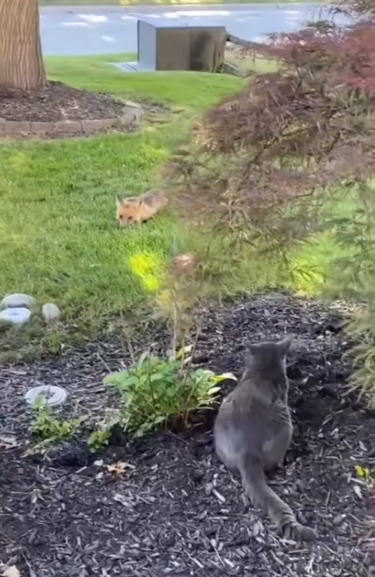 Un gatto e una volpe si sfidano in giardino