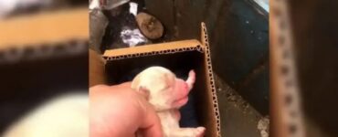 Un uomo trova un cucciolo nella spazzatura