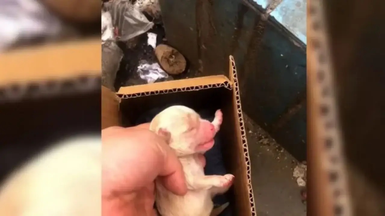 Un uomo trova un cucciolo nella spazzatura