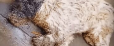 Una donna trova un cane in fin di vita