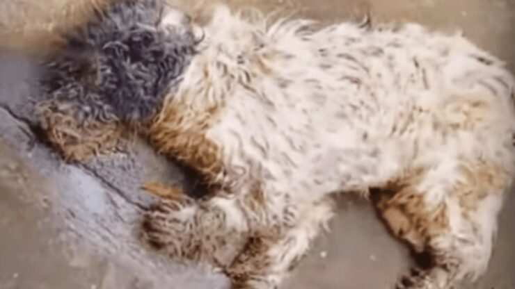 Una donna trova un cane in fin di vita
