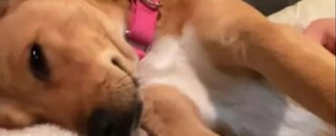 Una famiglia adotta una cagnolina incinta