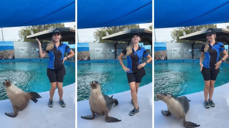 Una foca balla con l'addestratrice e spopola sul web