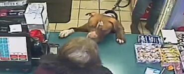 Uomo aggredito da un Pitbull: salvato da un passante
