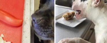 4 cani cibo