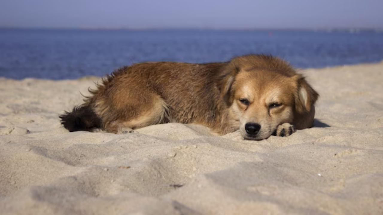 4 consigli spiaggia