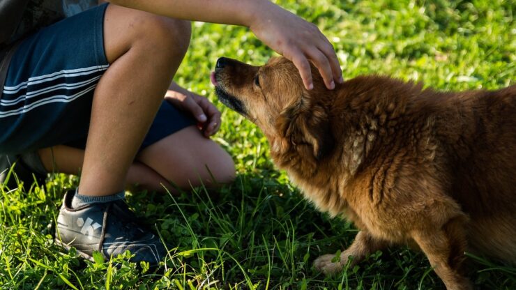 Adottare un cane: alcuni consigli