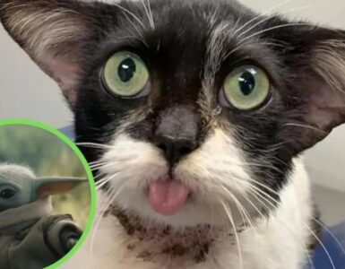 Baby Yoda esiste: guardate questo gattino