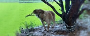 Cagnolina incinta legata ad un albero