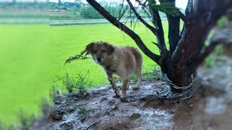 Cagnolina incinta legata ad un albero