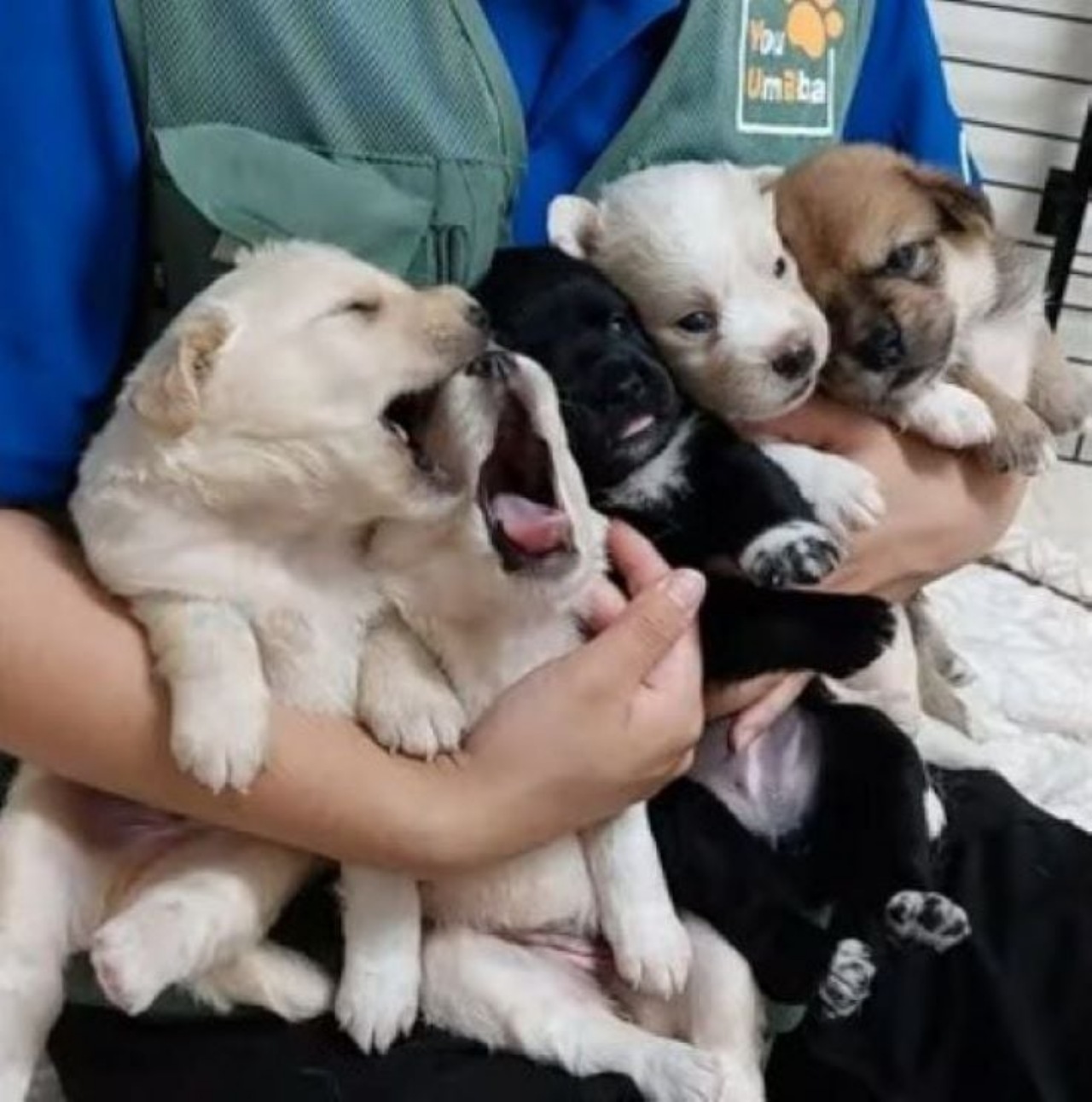 Cagnolina incinta legata ad un albero