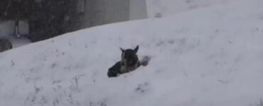 Cane sepolto nella neve