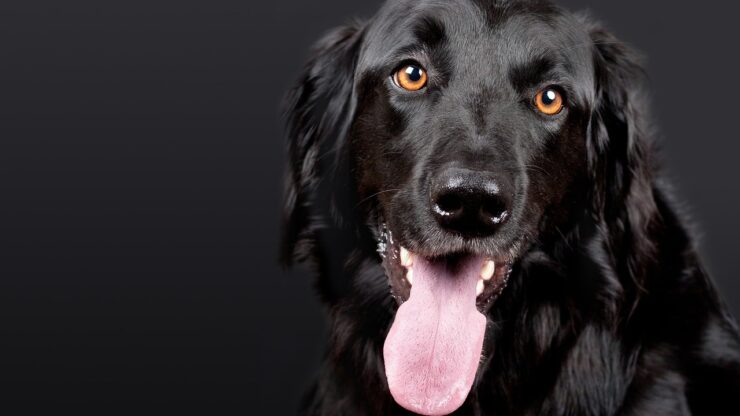 Cane: comprendere il suo linguaggio