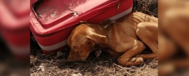 Cane abbandonato in un valigia