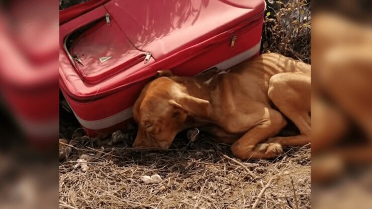 Cane abbandonato in un valigia