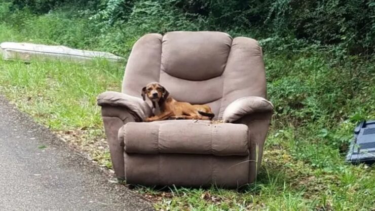 Cane abbandonato su una vecchia poltrona