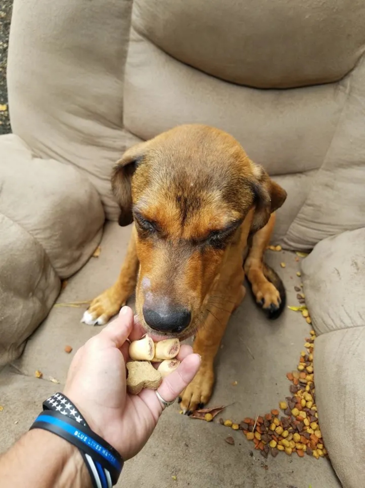 Cane abbandonato su una vecchia poltrona