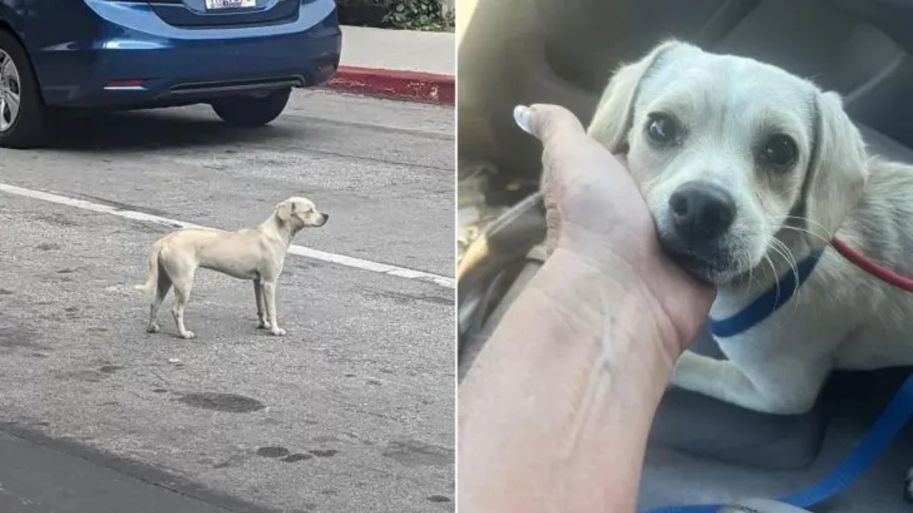 Cane aspetta il suo padrone