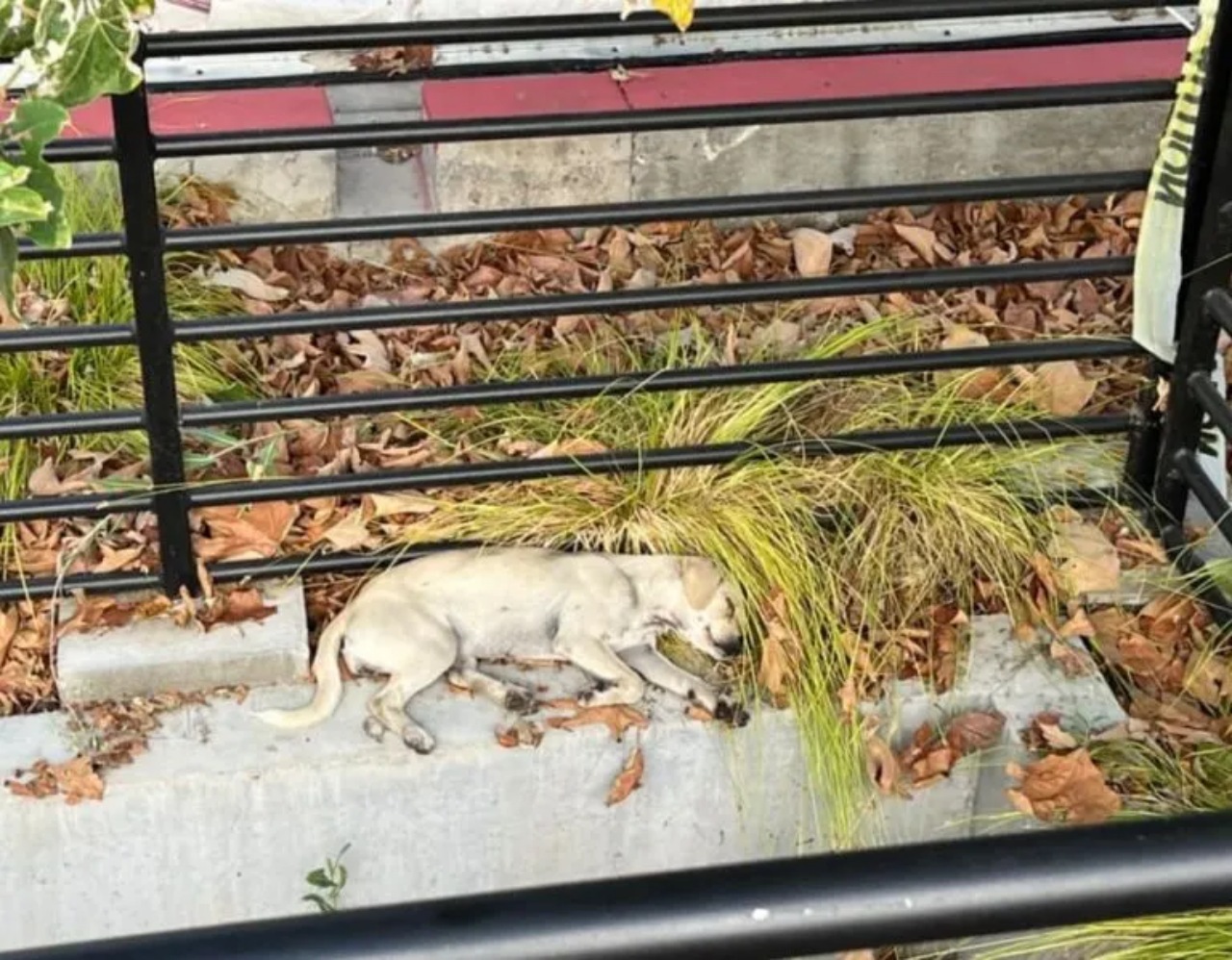 Cane aspetta il suo padrone