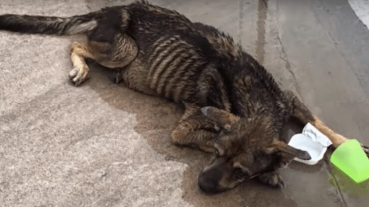 Cane cieco abbandonato per strada