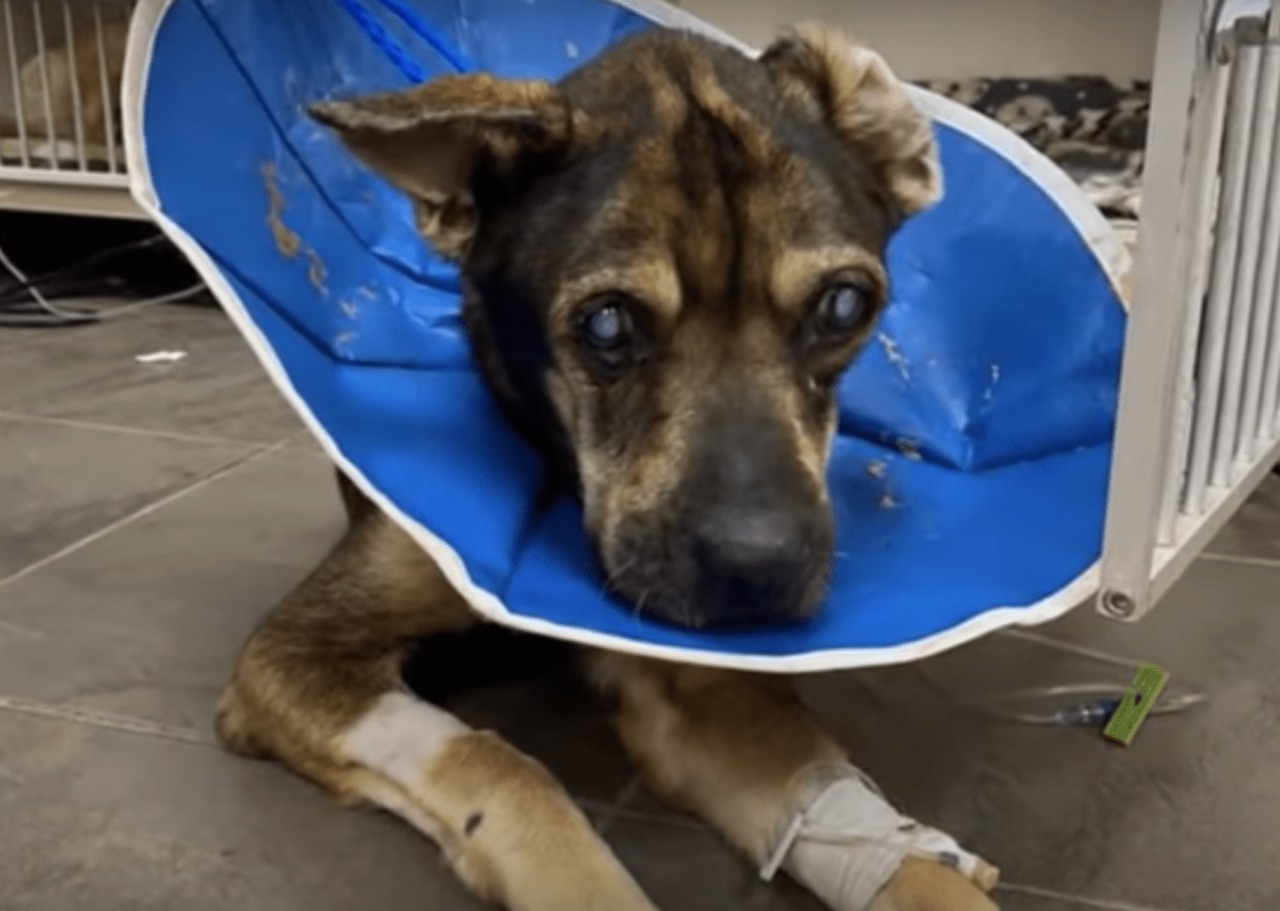 Cane cieco abbandonato per strada