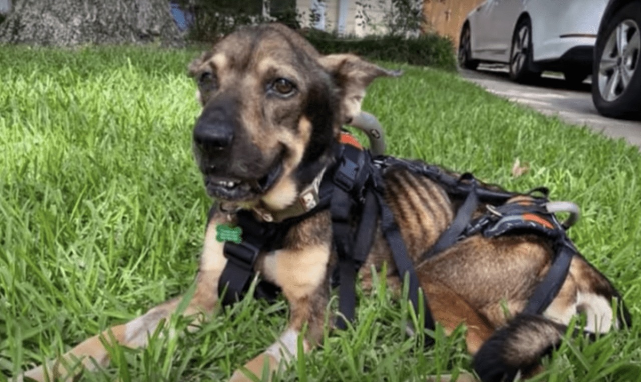 Cane cieco abbandonato per strada