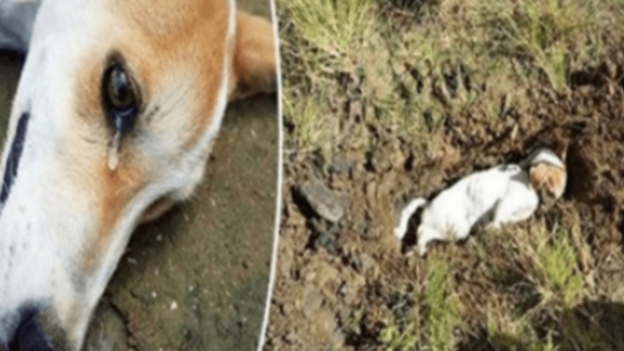 Cane difende la casa da un intruso