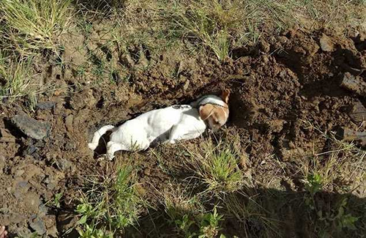 Cane difende la casa da un intruso