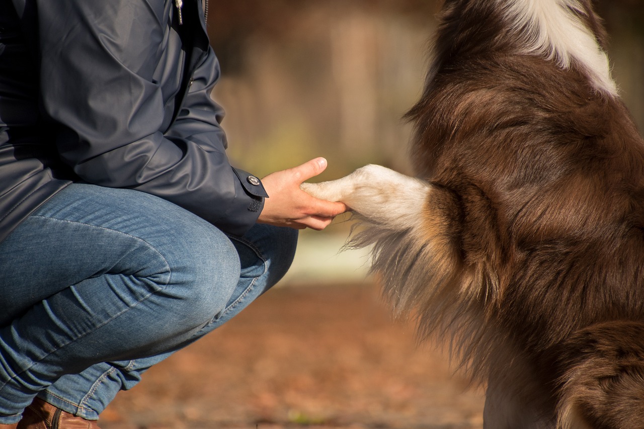 Cane e padrone: il loro legame