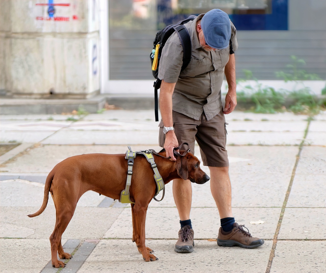 Cane e padrone: il loro legame