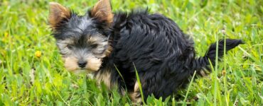 Cane fa i bisogni e ti guarda?