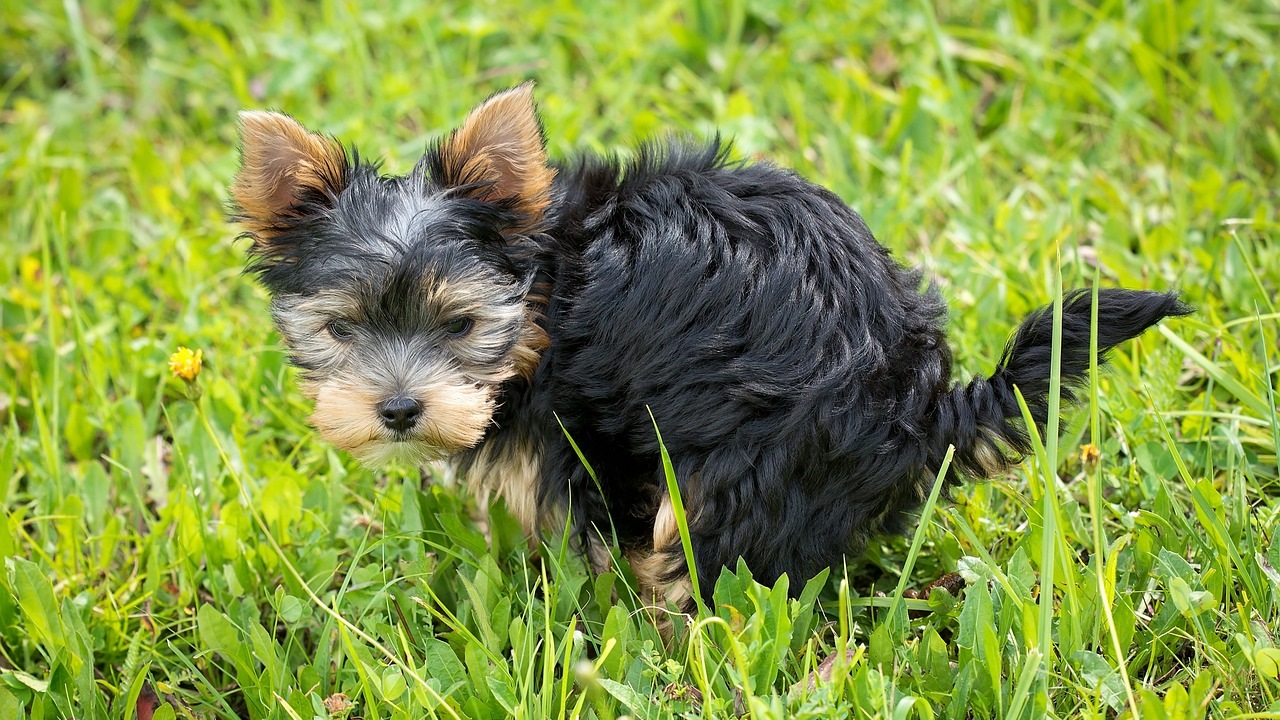 Cane fa i bisogni e ti guarda?