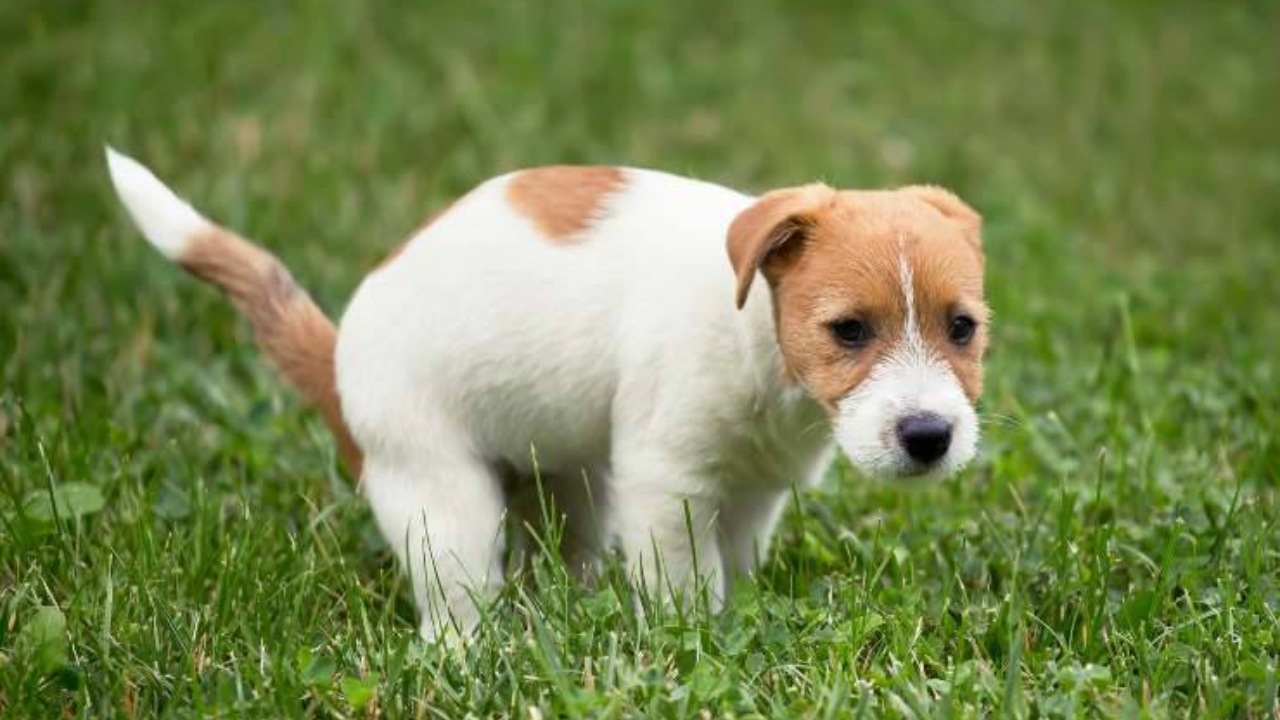 Cane fa i bisogni e ti guarda?