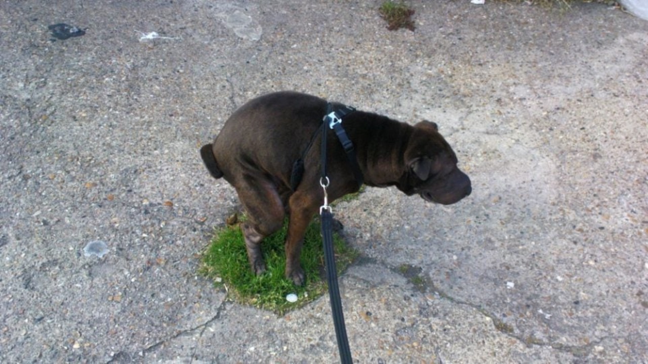 Cane fa i bisogni e ti guarda?