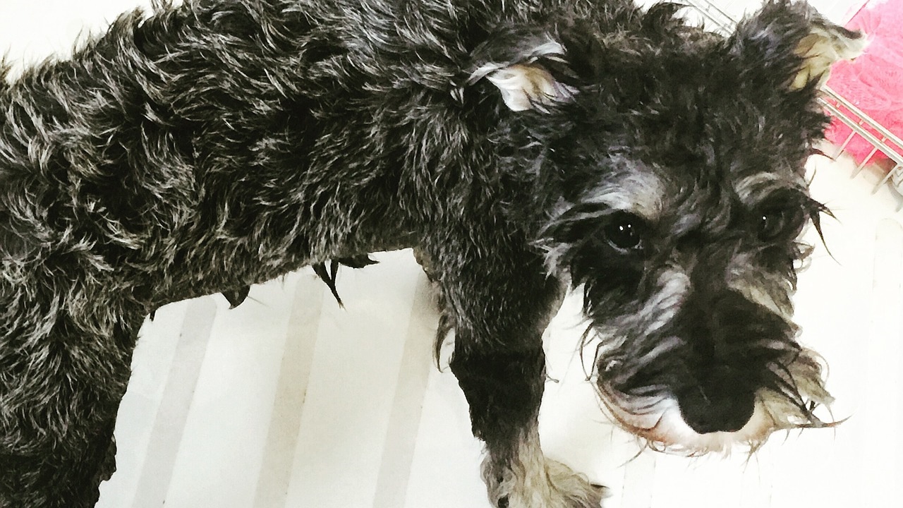 Cane fa il bagno: quando è il momento giusto?