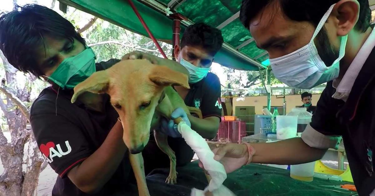 Cane randagio e ferito curato dai soccorritori