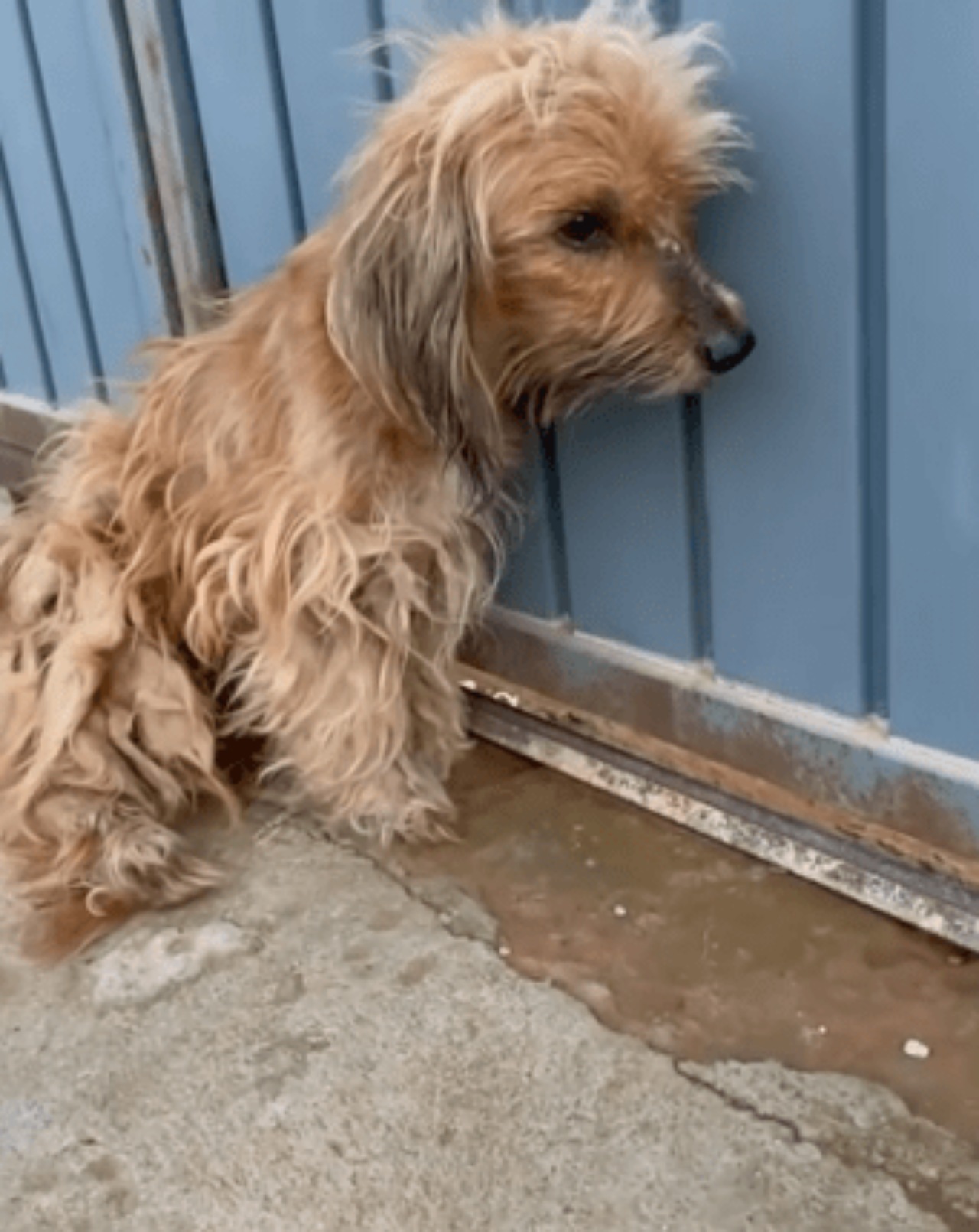 Cane randagio usato dai bambini come gioco