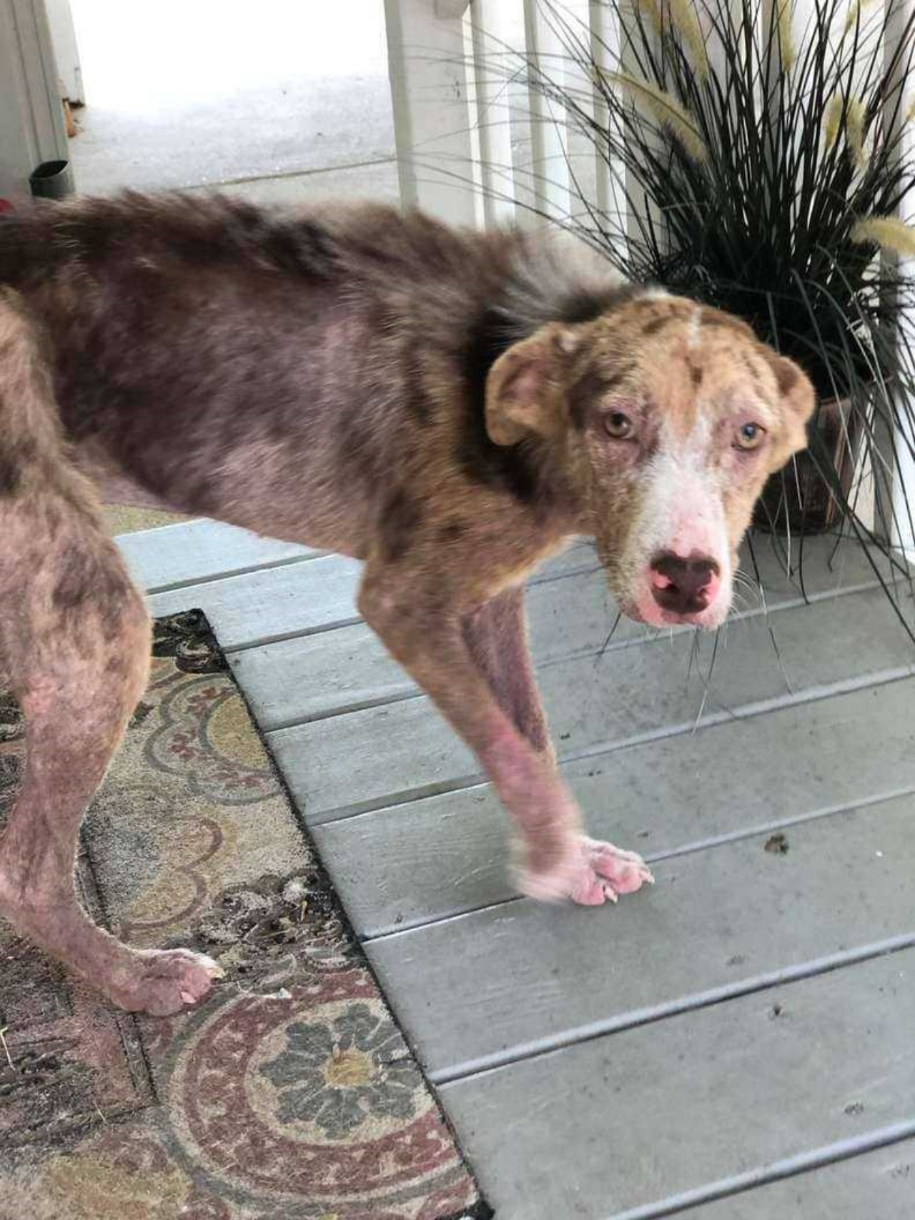 Cane randagio trova posto su una veranda